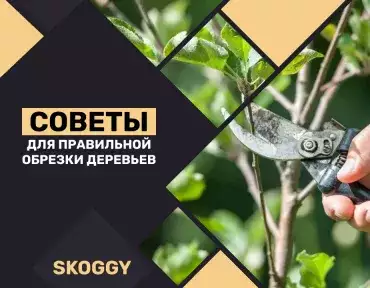 Правильная обрезка деревьев Правильная обрезка деревьев