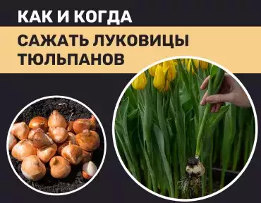 Сажаем луковицы тюльпанов Сажаем луковицы тюльпанов