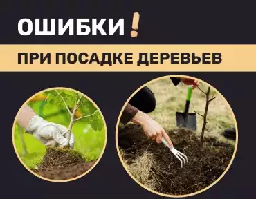 Ошибки при посадке деревьев