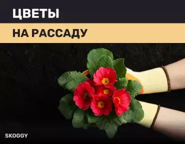 Цветы на рассаду Цветы на рассаду