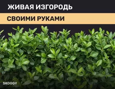 Живая изгородь своими руками Живая изгородь своими руками